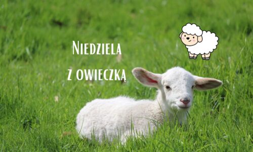 Niedziela z owieczką :)