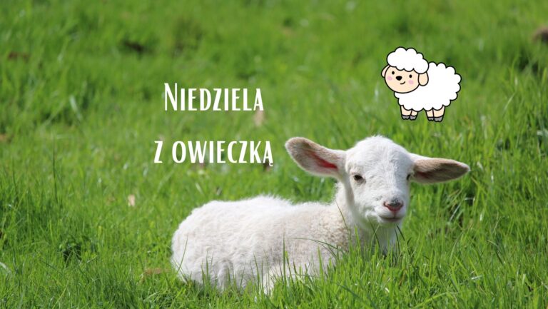 Read more about the article Niedziela z owieczką :)